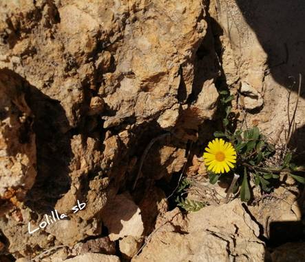Loso.azu13 en Hamelin: Flora  (Almería), #flora21