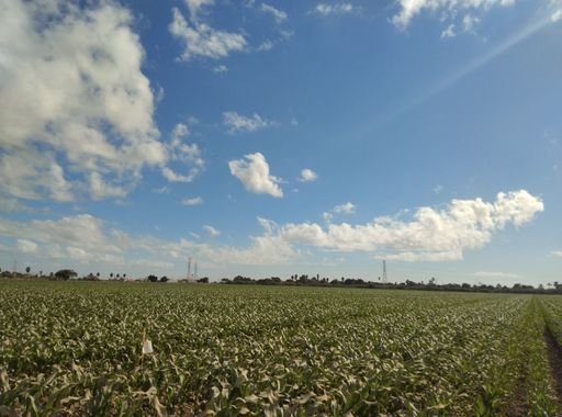José Antonio Leyva  en Hamelin: Paisaje  (Los Mochis), #rural  no hay nada más relajante que levantarte para correr y ver lo hermoso de la naturaleza que d...