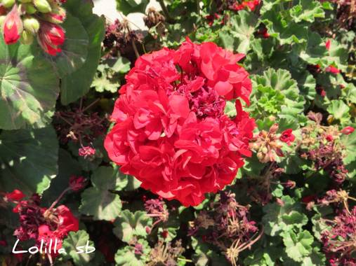Loso.azu13 en Hamelin: Flora  (Almería), Pelargonium zonale, #flora21