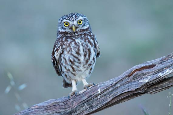 Antonio Piris en Hamelin: Fauna  (Cáceres), Athene noctua (Scopoli, 1769), Mochuelo común con las últimas luces del día.
En #Cáceres #Extremadura 

#Aves21...