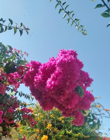 Solerantonio2 en Hamelin: Flora  (Nueva Andalucía), Planta