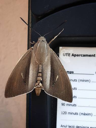 Manelsersol en Hamelin: Fauna  (Olot), Quizàs aún no ha sacado el ticket??
#Fauna #garrotxa #Mariposas #Alados #Papillon 
