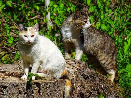 Mivilor68 en Hamelin: Fauna  (El Bierzo), #gatoscallejeros 
