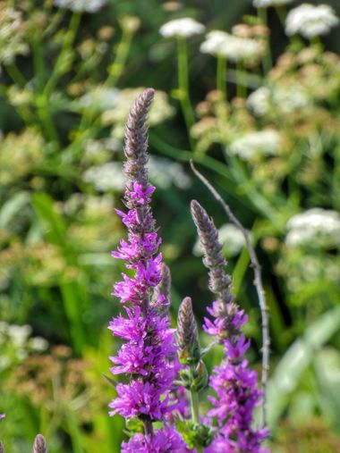 mariale en Hamelin: Flora  (Gijón), Lythrum salicaria, 📸 #marialemdza 
Senda del Cervigón, Gijón. 
#Flores #FloresSilvestres
#CumpleHamelin #Asturias #nor...