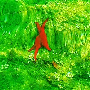 Liana  en Hamelin: Fauna  (Villacarlos), #estrella#del#mar#vida#en#el#mar