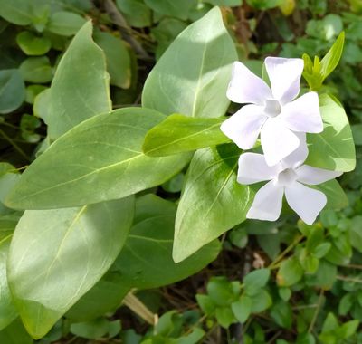 Solerantonio2 en Hamelin: Flora  (Lucainena de las Torres), Vinca difformis, Planta hierva lechera