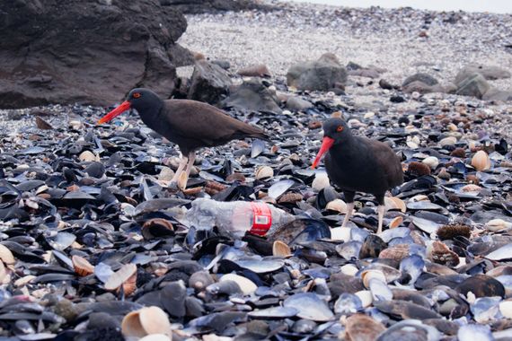 lourdes7895 en Hamelin: Fauna  (Provincia de Iquique), Haematopus ater Vieillot, 1825, #aves #fauna #naturaleza 