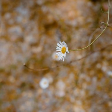 Elenagil.ph en Hamelin: Flora, #margarita #flora #flores #flower #flor #pequeñosdetalles #natura #naturaleza 