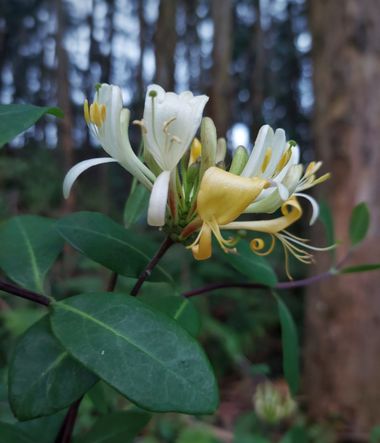 Mpinfante en Hamelin: Flora, Lonicera periclymenum