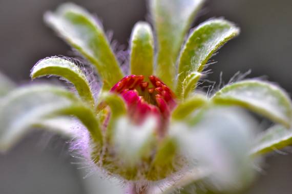 ralphlagarillo en Hamelin: Flora  (Casabermeja), #flora21