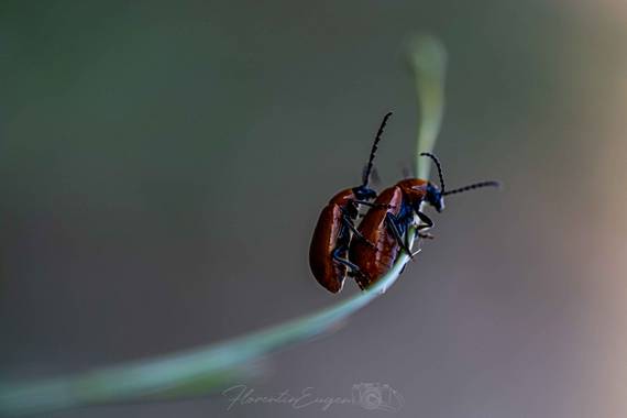 Florentinoeugenio en Hamelin: Fauna  (Rivas-Vaciamadrid), #bugs 