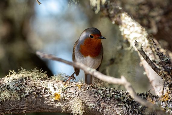 Luis Cedrés en Hamelin: Fauna  (Carretera Norte San Andrés-Las Mercedes), Erithacus rubecula (Linnaeus, 1758), #pájaro #pajaro #tenerife #islascanarias 
