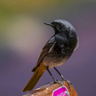 Aitor_gil en Hamelin: Fauna  (Noáin (Valle de Elorz)), Phoenicurus ochruros (S.G.Gmelin, 1774), El colirrojo tizón (Phoenicurus ochruros)[1]​ es una especi...