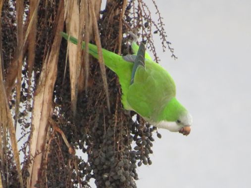 Solerantonio2 en Hamelin: Fauna  (Almería), Cotorra argentina