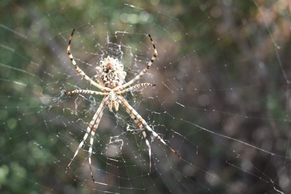 Solerantonio2 en Hamelin: Fauna  (Almeria), Araña insecto