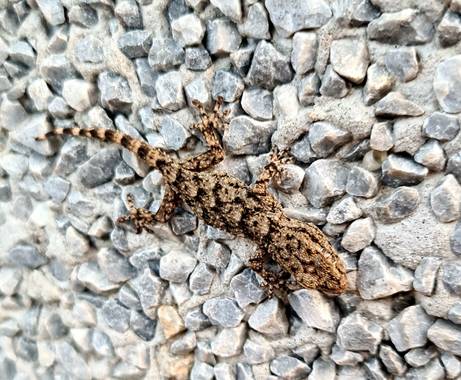 Lauratduch en Hamelin: Fauna  (El Vendrell), Bebe lagartija#  fotomovil