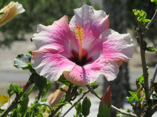 Solerantonio2 en Hamelin: Flora  (Costacabana), Planta