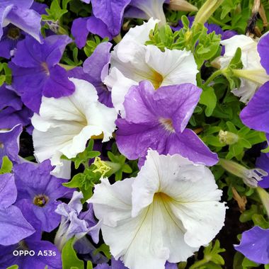 Solerantonio2 en Hamelin: Flora  (Almería), Petunia hybrida, Planta