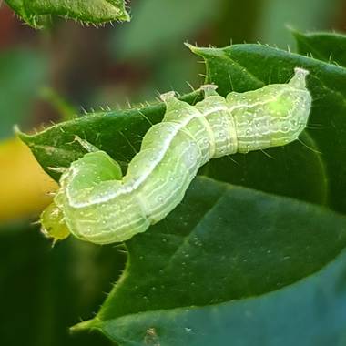 Catalinaruizgarcia en Hamelin: Fauna  (España), gusano#hoja#alimento#ricorico