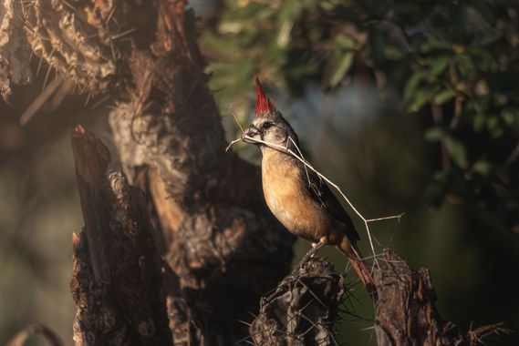 Adrianaroman.fotografia en Hamelin: Fauna  (Uribia), Cardinalis phoeniceus Bonaparte, 1838, Hembra de cardenal guajiro, en wayuu ISHO.
#ave #phonature #fot...