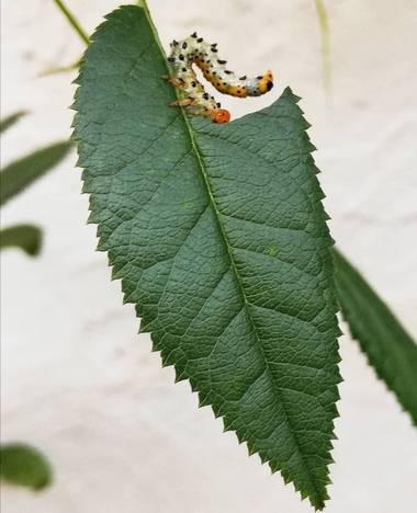 VickyOnTheRocks en Hamelin: Flora  (Liria), #rosalsilvestre #larvaavispa #oruguitas #devoradoras #bebes #insectos