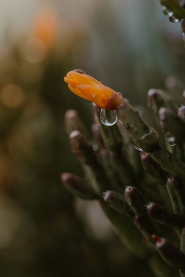 Elenagil.ph en Hamelin: Flora, #cactus #suculenta #planta #plantas #flora 
