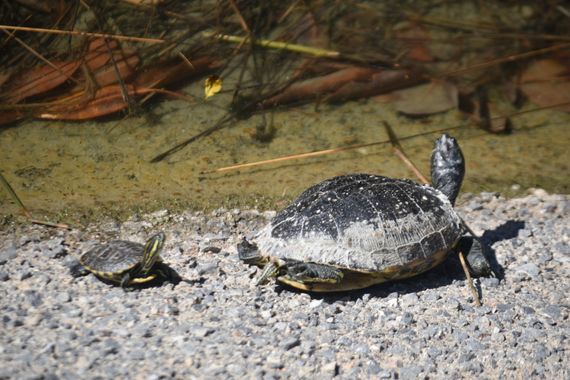 Solerantonio2 en Hamelin: Fauna  (Camino del Sauce), Reptil