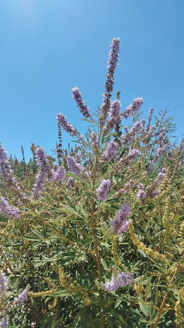 Solerantonio2 en Hamelin: Flora  (Almeria), Vitex agnus-castus, Planta