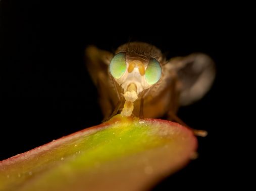 Antonio Jesús Palma Aranda en Hamelin: Fauna  (Lora del Río), 3/3 - Díptero de género Tephritis.
Posiblemente se trate de la especie Tephritis formosa.

➡️...