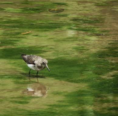 danielhincapie230979 en Hamelin: Fauna  (Rionegro), Tringa solitaria A.Wilson, 1813, #naturaleza #wildlife #nature #faunadecolombia #fauna #colombia #biodi...