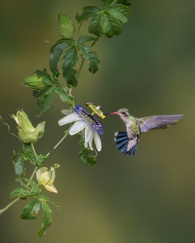 Marcos en Hamelin: Fauna  (Villa del Dique), Chlorostilbon lucidus (Shaw, 1812), #picaflor #hummingbird #flordelapasion #villadeldique #cordobaargentina 