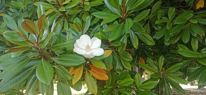 fernandezboix en Hamelin: Flora, Magnolia virginiana