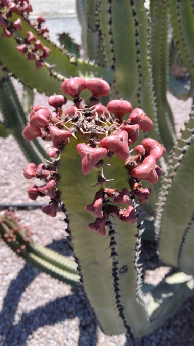 Solerantonio2 en Hamelin: Flora  (Almería), Euphorbia canariensis, Planta