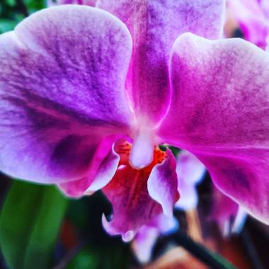Naomi en Hamelin: Flora  (Barcelona), Phalaenopsis spp., 🌸