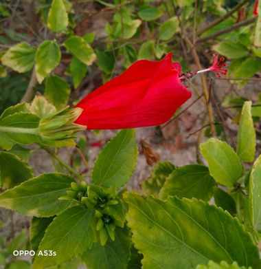 Solerantonio2 en Hamelin: Flora  (Almería), Malvaviscus arboreus, Planta