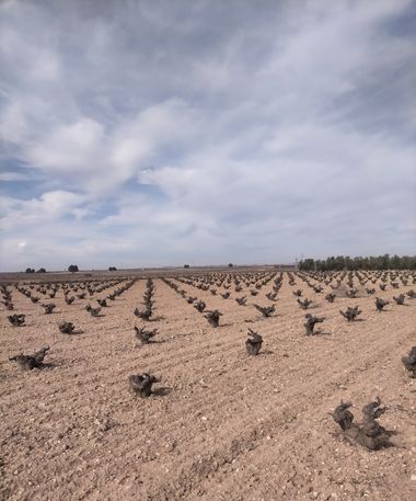 Ifree120874 en Hamelin: Paisaje, #rural #campo #plantas #natura 