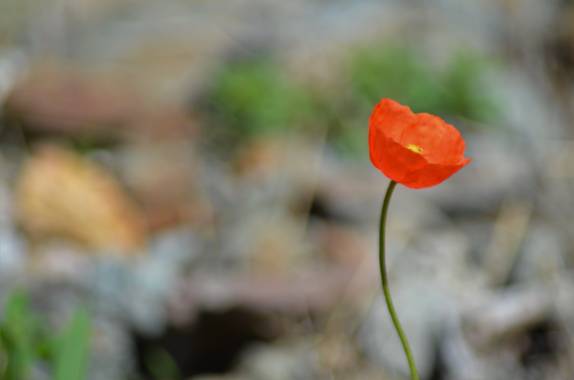 Azulmarino  en Hamelin: Flora  (l'Esquirol), Una amapola #naturaleza #naturephotography #amapola