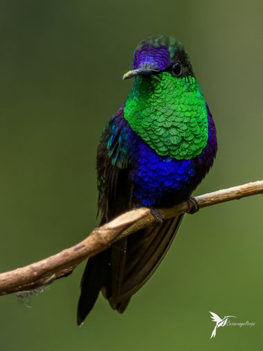 cesar.angel en Hamelin: Fauna  (Palestina), Thalurania colombica (Bourcier, 1843), Bellezas coloridas en las montañas de Colombia

🇨🇴Ninfa Coronada
🇺🇸C...