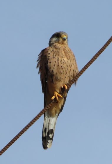 Solerantonio2 en Hamelin: Fauna  (Níjar), Falco tinnunculus Linnaeus, 1758, Cernícalo vulgar