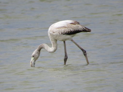 Solerantonio2 en Hamelin: Fauna  (Níjar), Phoenicopterus roseus Pallas, 1811, Flamenco comun