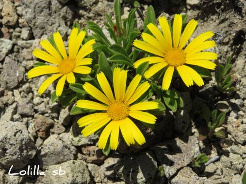 Loso.azu13 en Hamelin: Flora  (Almería), Pallenis maritima, #flora21