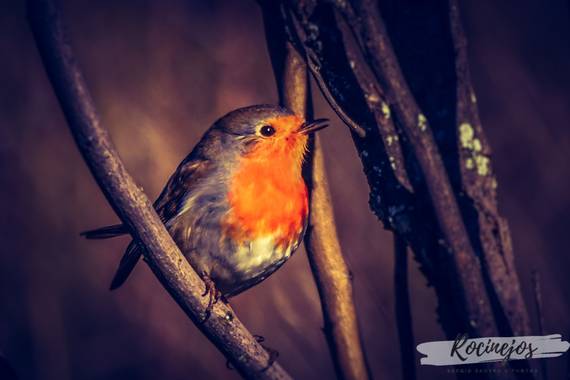 Sergio Santos Gil en Hamelin: Fauna  (Valdepeñas de la Sierra), Erithacus rubecula (Linnaeus, 1758), #rocinejos #aves21 #petirrojo #petirrojoeuropeo #erith...
