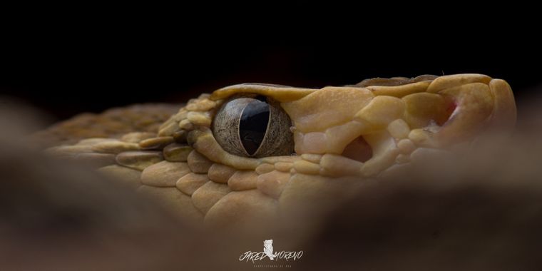 JaredMoreno59 en Hamelin: Fauna, This is one of the most common snakes throughout the Costa Rican territory. It is a species that feeds on small mammals a...