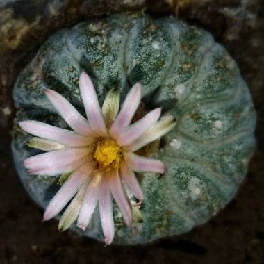 Navarroarevalomariateresa en Hamelin: Flora  (Viesca), Bella flor del peyote!!