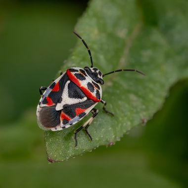 Ignicapillus en Hamelin: Fauna  (Segarra), Eurydema ornata (Linnaeus, 1758), Este es el primer ejemplar de esta especie de chinche que me encontré. Luego h...