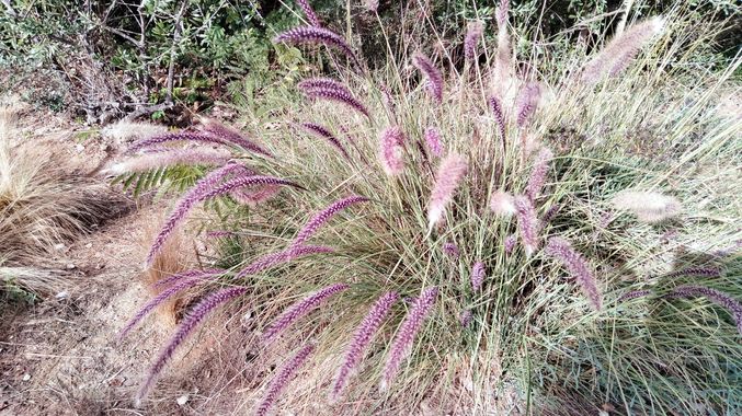 Solerantonio2 en Hamelin: Flora  (Almería), Planta