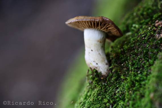 Rricoparrillas en Hamelin: Observación  (Tiana)
