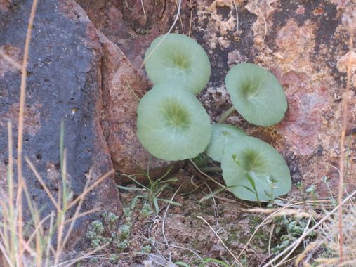 Solerantonio2 en Hamelin: Flora  (Níjar), Umbilicus rupestris, Planta