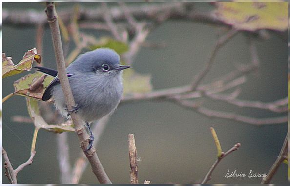 silviosarco en Hamelin: Fauna  (Buenos Aires), Polioptila dumicola (Vieillot, 1817), Tacuarita azul