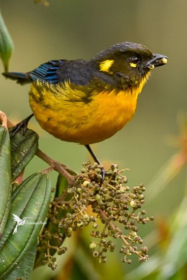 cesar.angel en Hamelin: Fauna  (Manizales), Anisognathus lacrymosus (Du Bus de Gisignies, 1846), Tangara Lacrimosa
Lachymose Mountain-tanager
Anisognathus ...